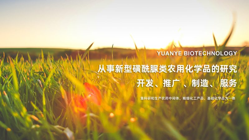 蛋白酶制剂：揭秘其背后的研发与生产之道**